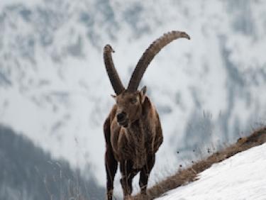 Observation chamois & bouquetins 