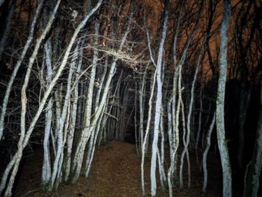 Avec les copains nocturnes de la forêt