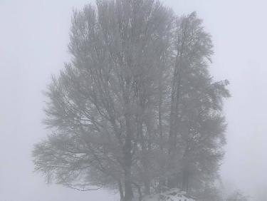 arbre brumeux