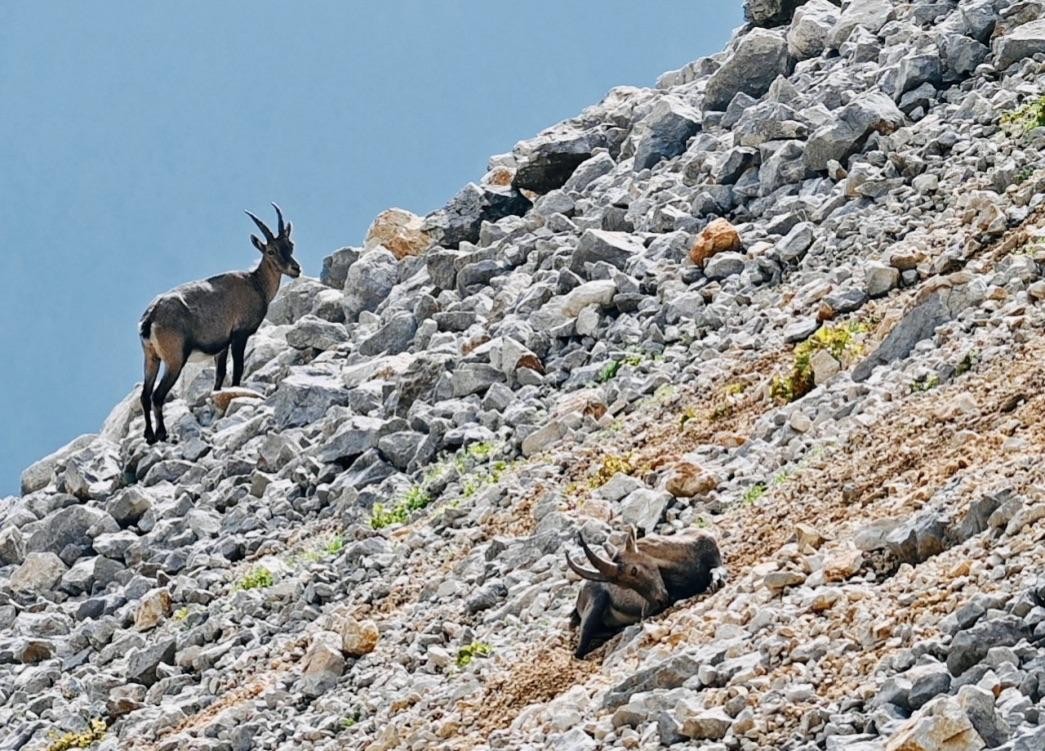 Bêtes à cornes ! 