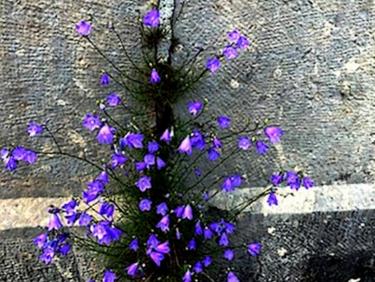 Bouquet sur la digue du Pas du Riot