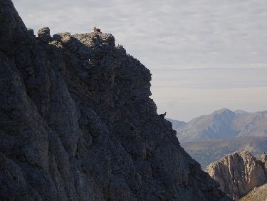 Deux chamois faisant le guet sous le Chapeau de Gendarme