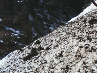 dÃ©but de traversÃ©e d&apos;avalanche sur la vire entre les 2 falaises