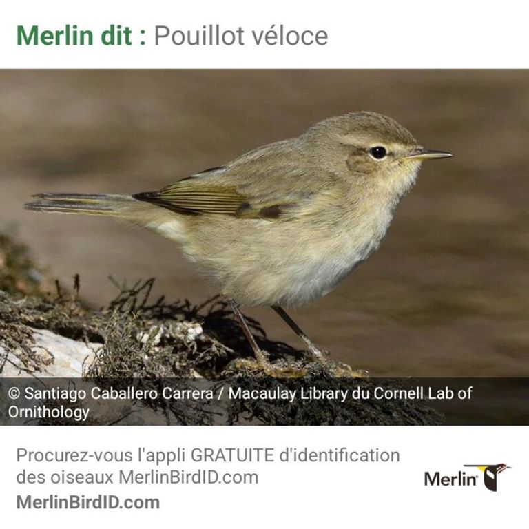 Trail le matin et chants d'oiseaux