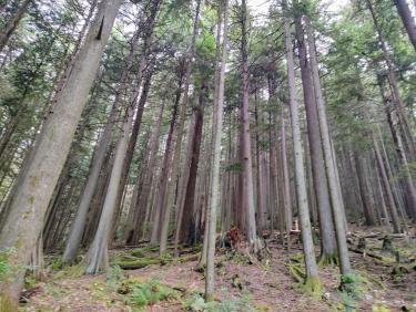 Grouse Mountain par le BCMC trail