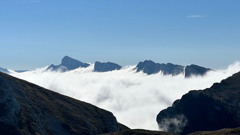 La petite moucherolle (presque)