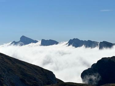 La petite moucherolle (presque)