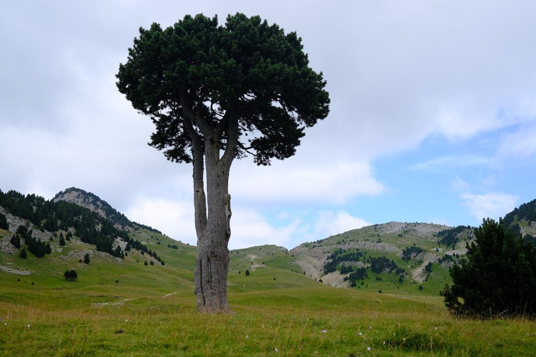 L'Arbre Taillé