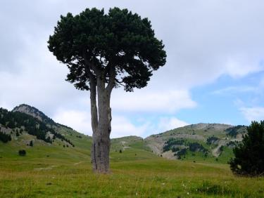 L&apos;Arbre Taillé