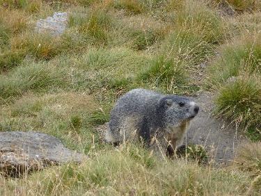 Marmotte sous le col du Petit Malrif