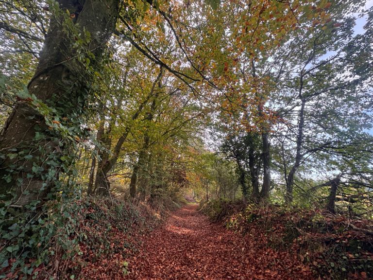 Sunday Run 🍂