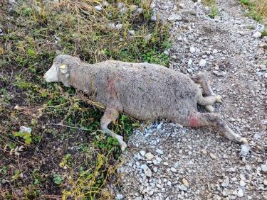 Mouton tué par un prédateur 