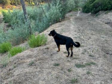 Balade en soirée avec Thalie 🐕