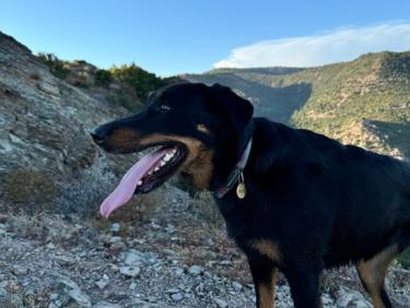 Estérel - Jausier (presque), avec Roméo et Thalie 🐕