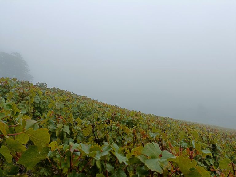 🇺🇦 Petit trail automnale 🍂 dans les vignes 🍇 de Chignin