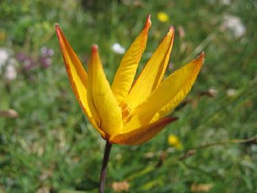 Tulipe du Devoluy
