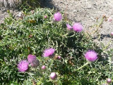 Chardons en fleurs -Ecrins