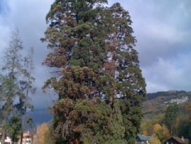 Un Sequoiadendron giganteum