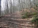 Charmant sentier en clairs sous-bois