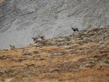 chamois à la Tête de l&apos;Aupet