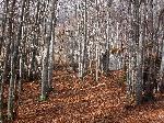 Forêt de Hètres (G.Klimt)
