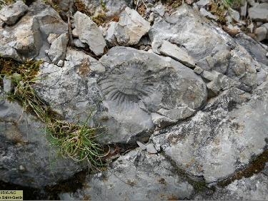 Fossile dans les Gorges du Riou