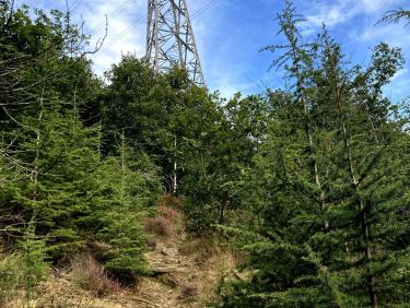 Sur le sentier de remontée