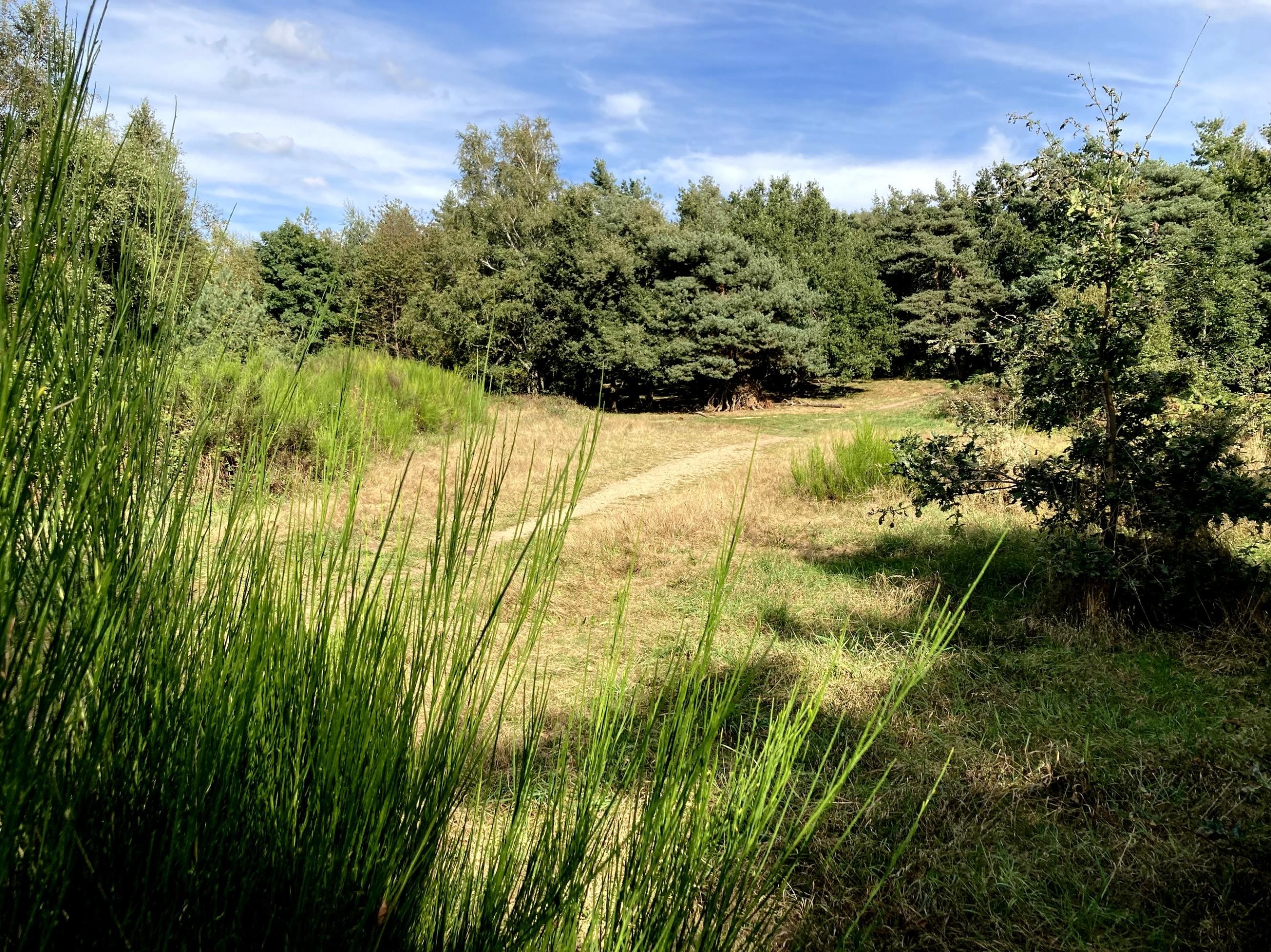 La traversée de la clairière