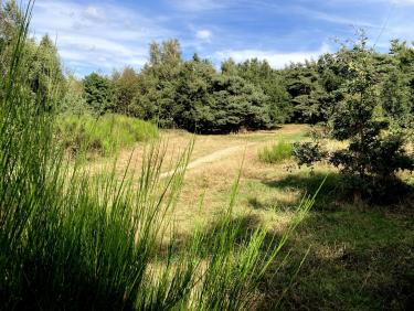 La traversée de la clairière