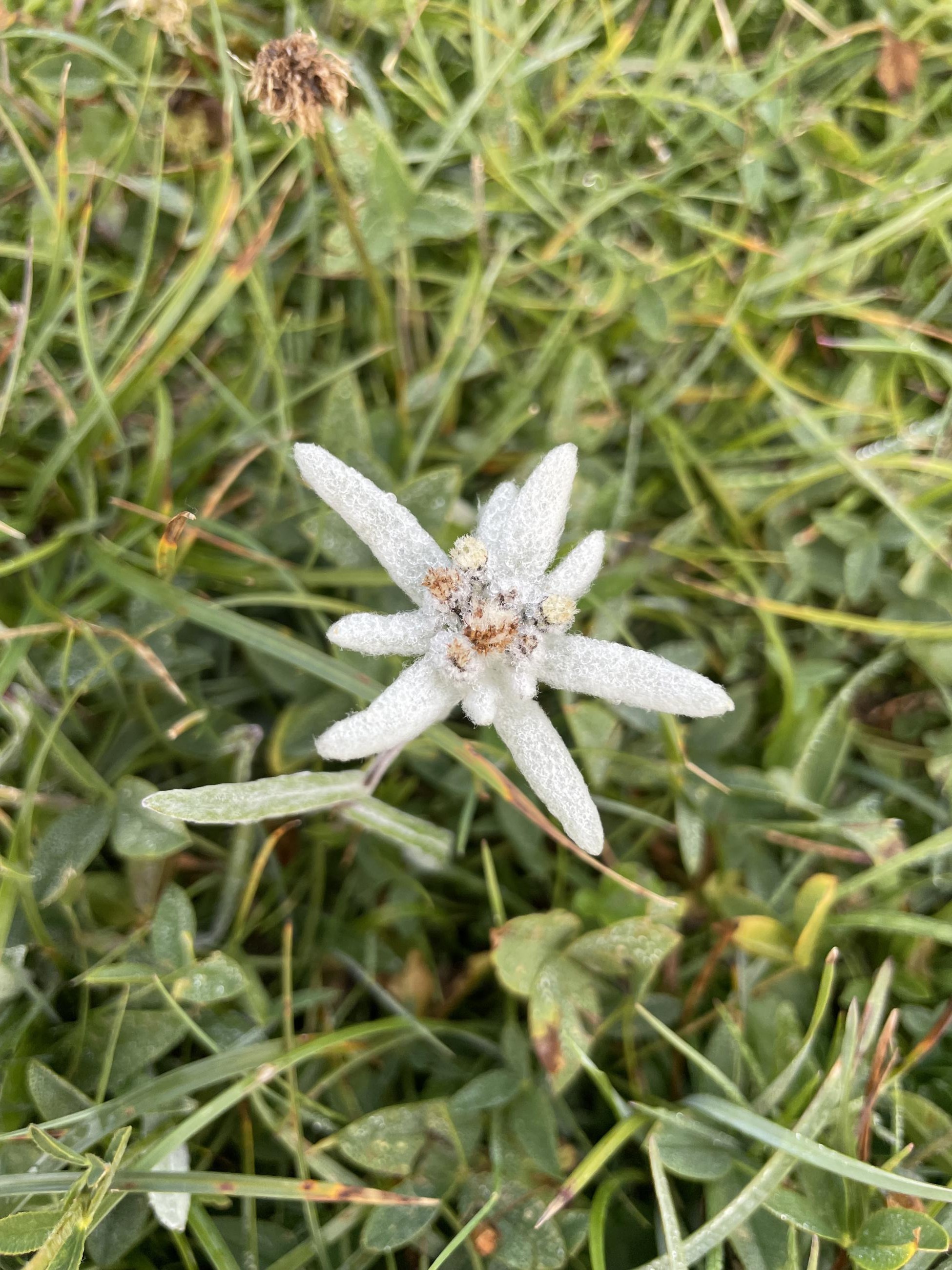 Rosée sur l'édelweis