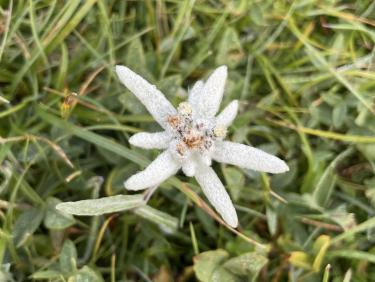 Rosée sur l&apos;édelweis