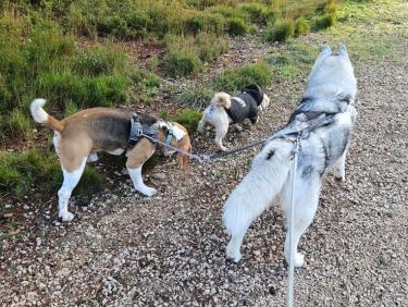 Sortie des 3 zozos  🦮🐕‍🦺🐕  avant départ pour la Bresse