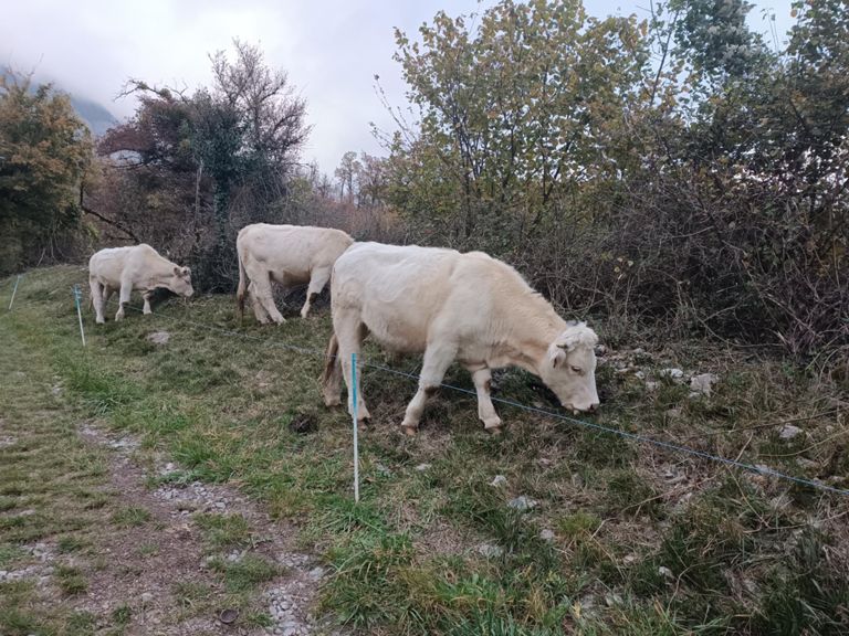 Marche dans l'après-midi