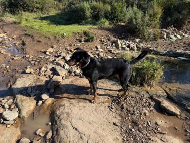 Estérel - Autour du Bombardier avec Thalie 🐕